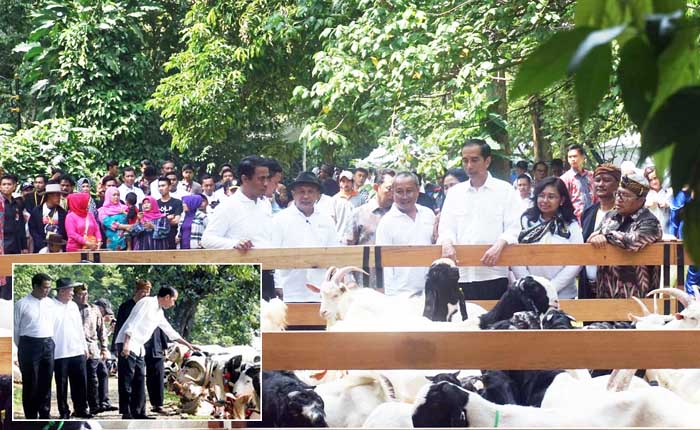 Presiden Instruksikan Mentan Sosialisasi Kambing sebagai Sumber Protein Hewani